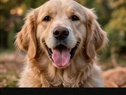Friendly dog portrait with shallow depth of field