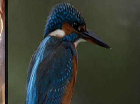 Kingfisher portrait with strong colour contrast
