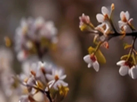 Closer blossom study with delicate branches