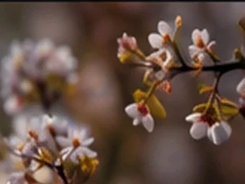 Botanical crop focused on petals and texture