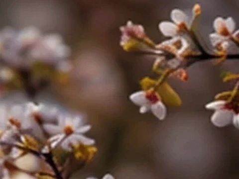 Tighter floral composition with creamy blur