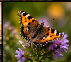 Butterfly on purple flowers in a wider macro composition