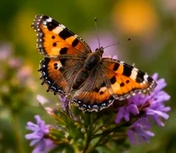 Detailed crop highlighting butterfly wing texture