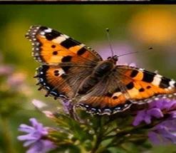 Macro composition with butterfly and blurred floral background
